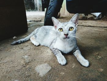 Portrait of cat sitting on floor