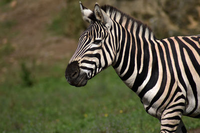 Zebra standing in a field