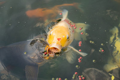 High angle view of koi carps swimming in sea