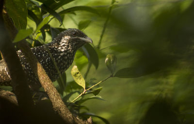 Close-up of bird perching on tree