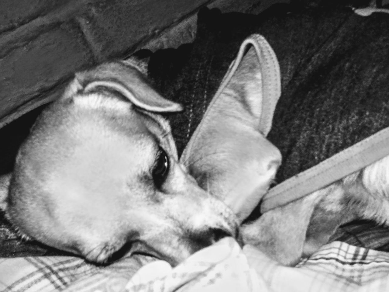 CLOSE-UP OF DOG RELAXING OUTDOORS