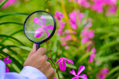 Midsection of person holding pink flowering plant