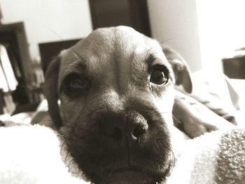 Close-up portrait of dog at home