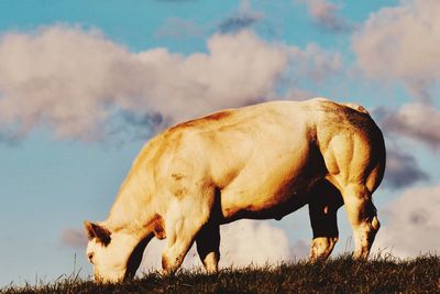 Cow grazing in a field