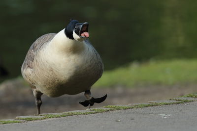 Canada goose on footpath