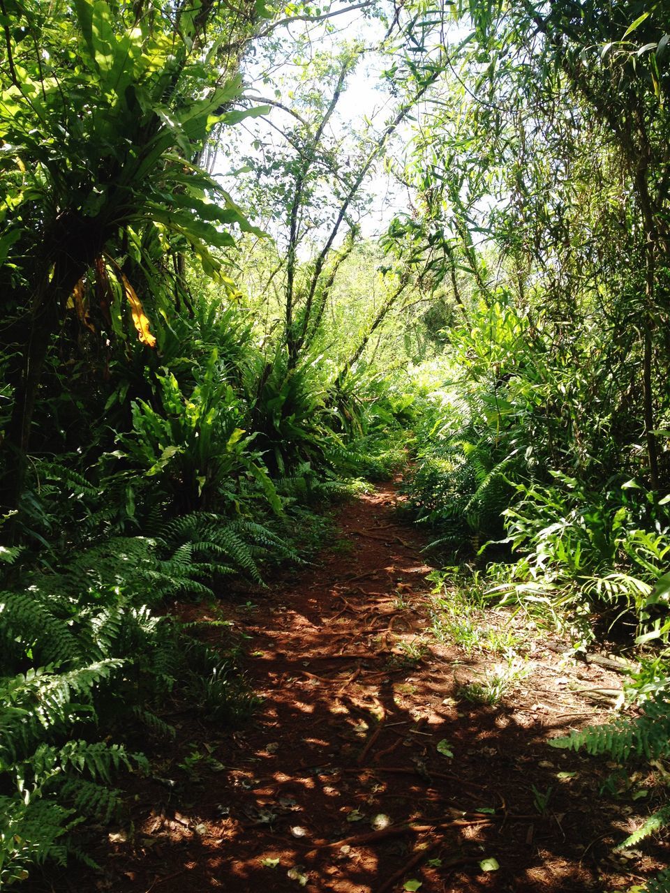 ROAD AMIDST TREES IN FOREST AGAINST SKY