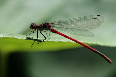 Close-up of dragonfly on leaf