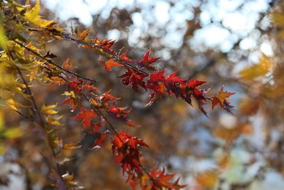 Close-up of maple leaves on tree