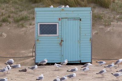 Seagulls perching on a land