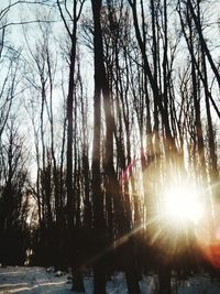Sun shining through bare trees against sky during sunset