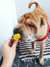 Close-up of hand holding dog