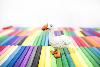 Close-up of multi colored bird