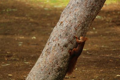 Close-up of insect on tree trunk