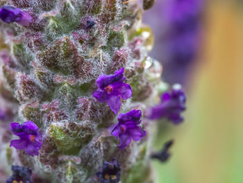 Close-up of purple flowers against blurred background