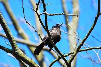 Low angle view of perching on tree against sky