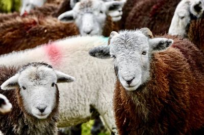 Close-up portrait of  herdwick sheep