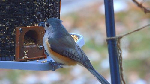 Close-up of bird perching on feeder