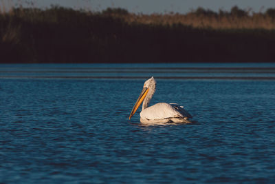 Pelican on a lake