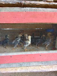 High angle view of bird in cage