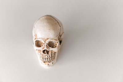 Close-up of human skull