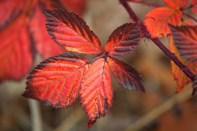 Some blackberry leaves with this amazing red color