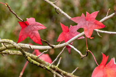 Close-up of red maple leaves on branch