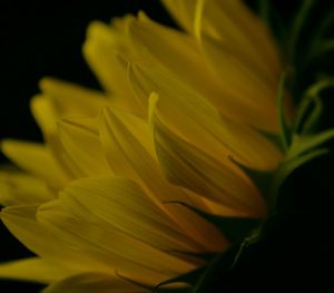 Close-up of flower over black background