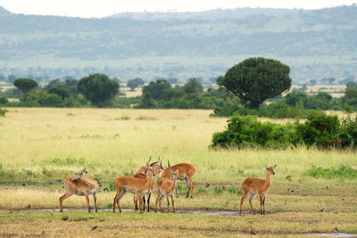Uganda kob, kobus thomasi, national parks of uganda
