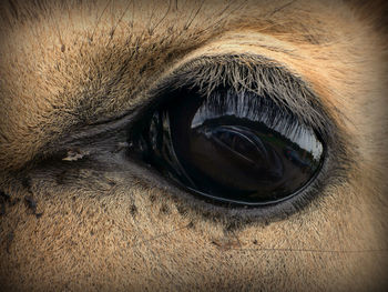 Extreme close up of horse eye