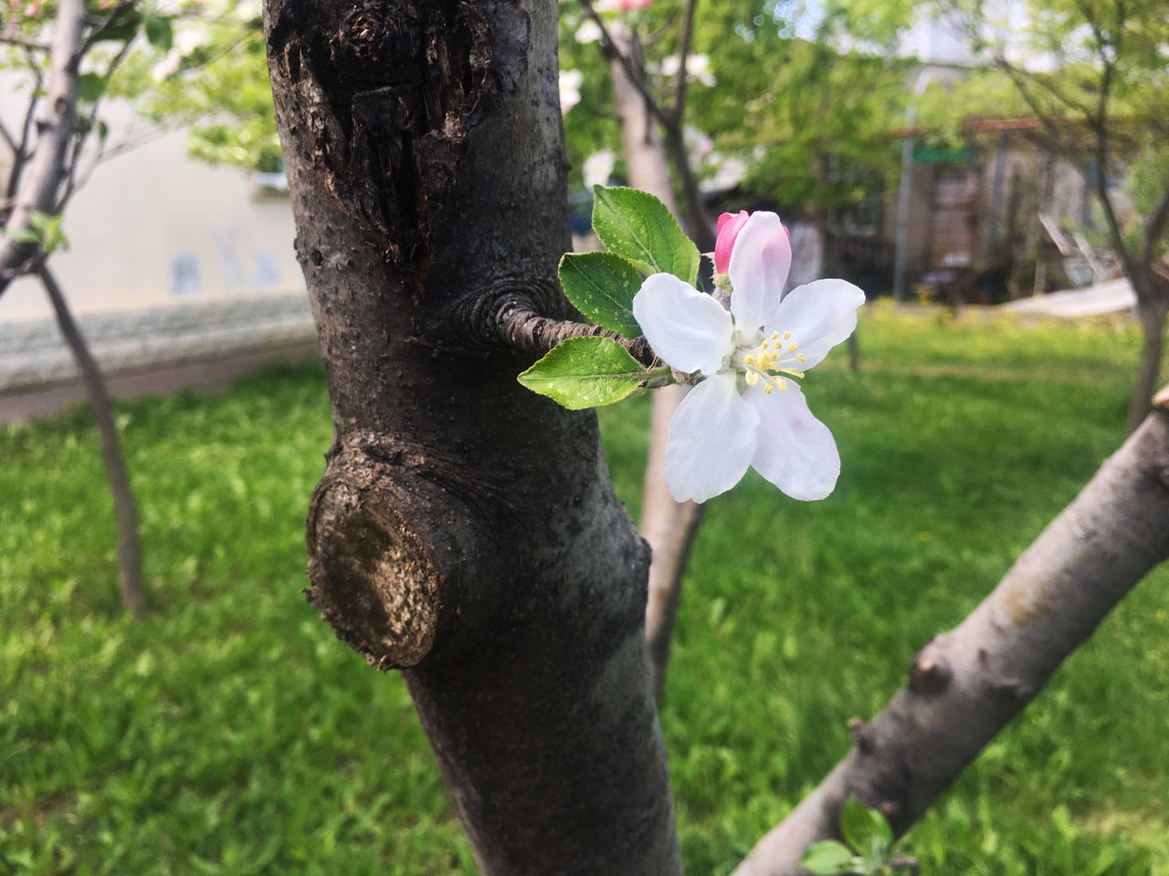 CLOSE-UP OF FRESH PINK FLOWER TREE IN GARDEN