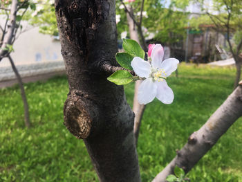 Close-up of pink flowering tree