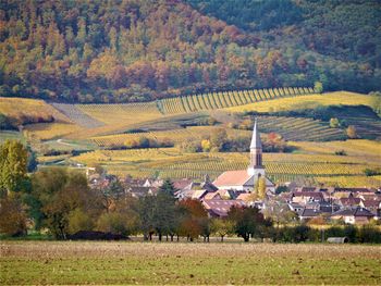 Scenic view of field against trees during autumn