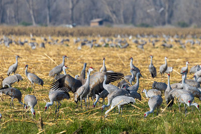 Birds on field