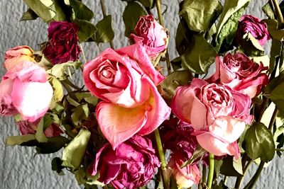 Close-up of pink roses