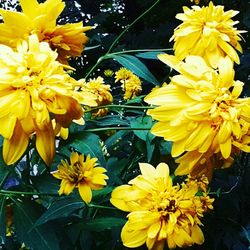 Close-up of yellow sunflower blooming outdoors