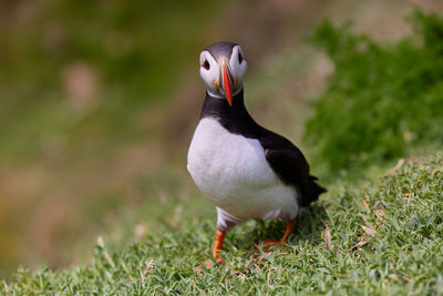 Puffin bird on saltee island, ireland 