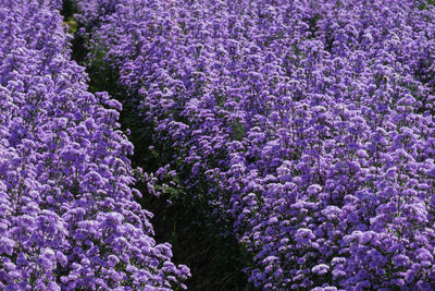 Close-up of purple lavender flowers on field