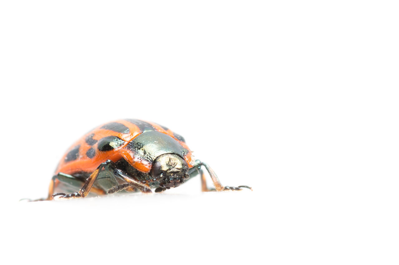 CLOSE-UP OF GRASSHOPPER ON WHITE BACKGROUND