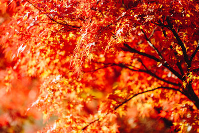 Close-up of maple leaves on tree