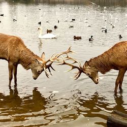 Flock of ducks in river