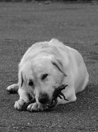 Close-up of dog carrying branch in mouth on road