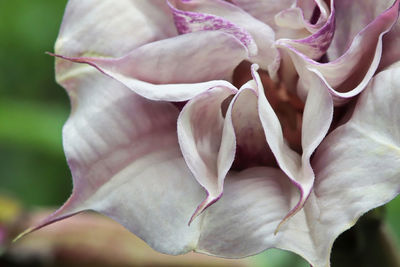 Close-up of pink rose