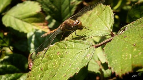 Close-up of insect on plant