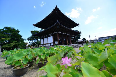 Close-up of water lily of building against sky