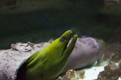 Close-up of fish swimming in sea