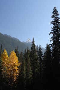 Trees in forest against clear sky during autumn