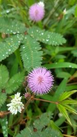 Close-up of purple flower