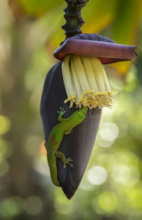 Close-up of green perching on leaf