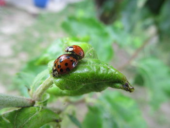 Close-up of ladybug on leaf