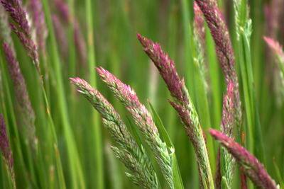 Close-up of stalks against blurred background